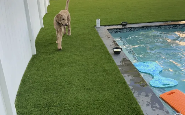 Dog relaxing on Govorex pet turf beside a pool