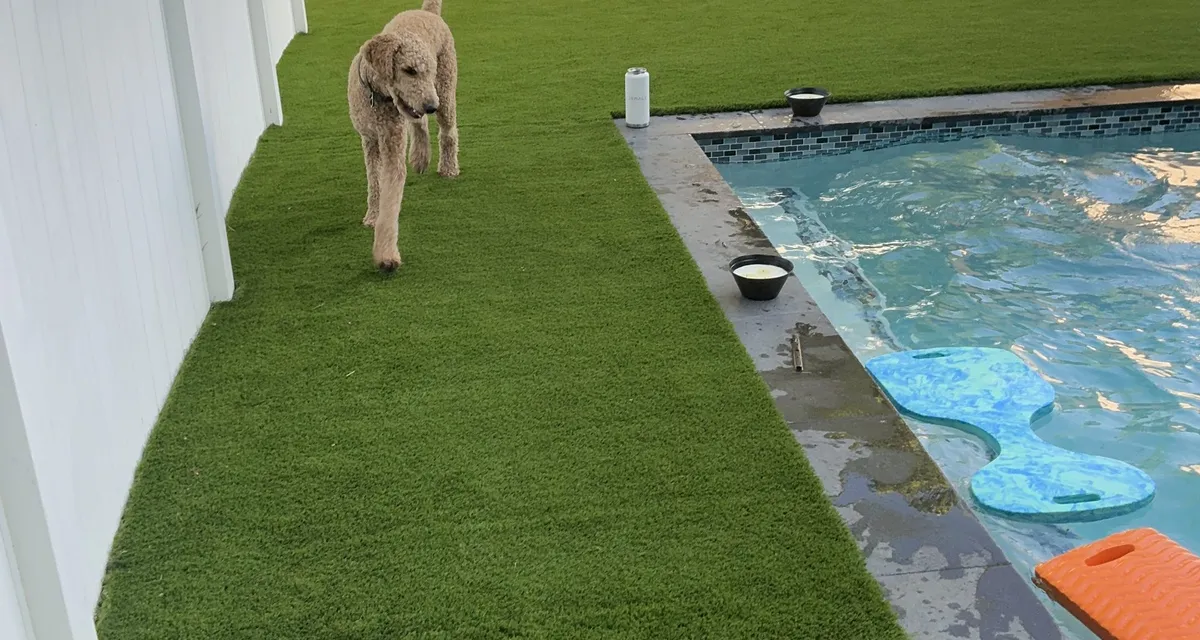 Dog relaxing on Govorex pet turf beside a pool