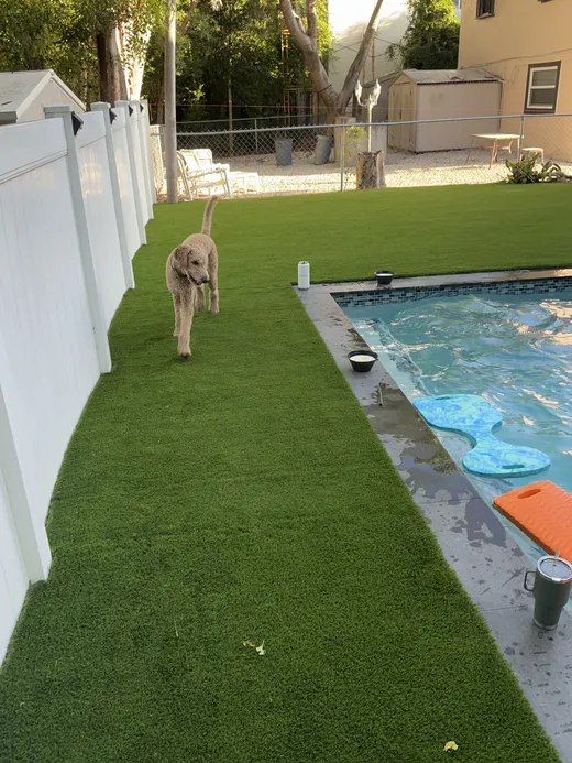 pet turf dog poolside