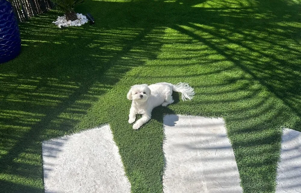 Permeable artificial turf yard by Govorex after rain, dry and clean