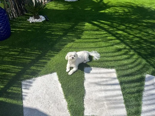 Pet Turf installation by Govorex