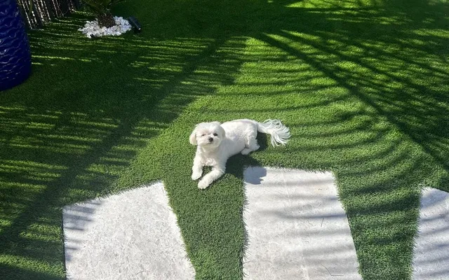 Permeable artificial turf yard by Govorex after rain, dry and clean